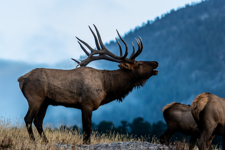 Colorado Elk. Image courtesy of High Country News.