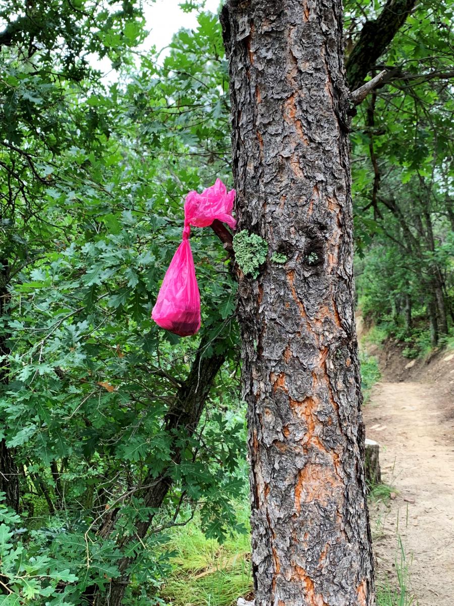 Dog waste hanging from tree.