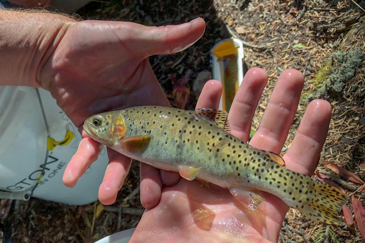 Greenback cutthroat trout. Image courtesy of Colorado Public Radio.