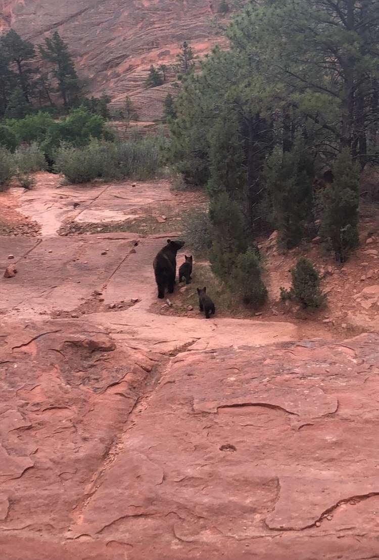 Black bear encountered by RMFI in Red Rock Canyon Open Space