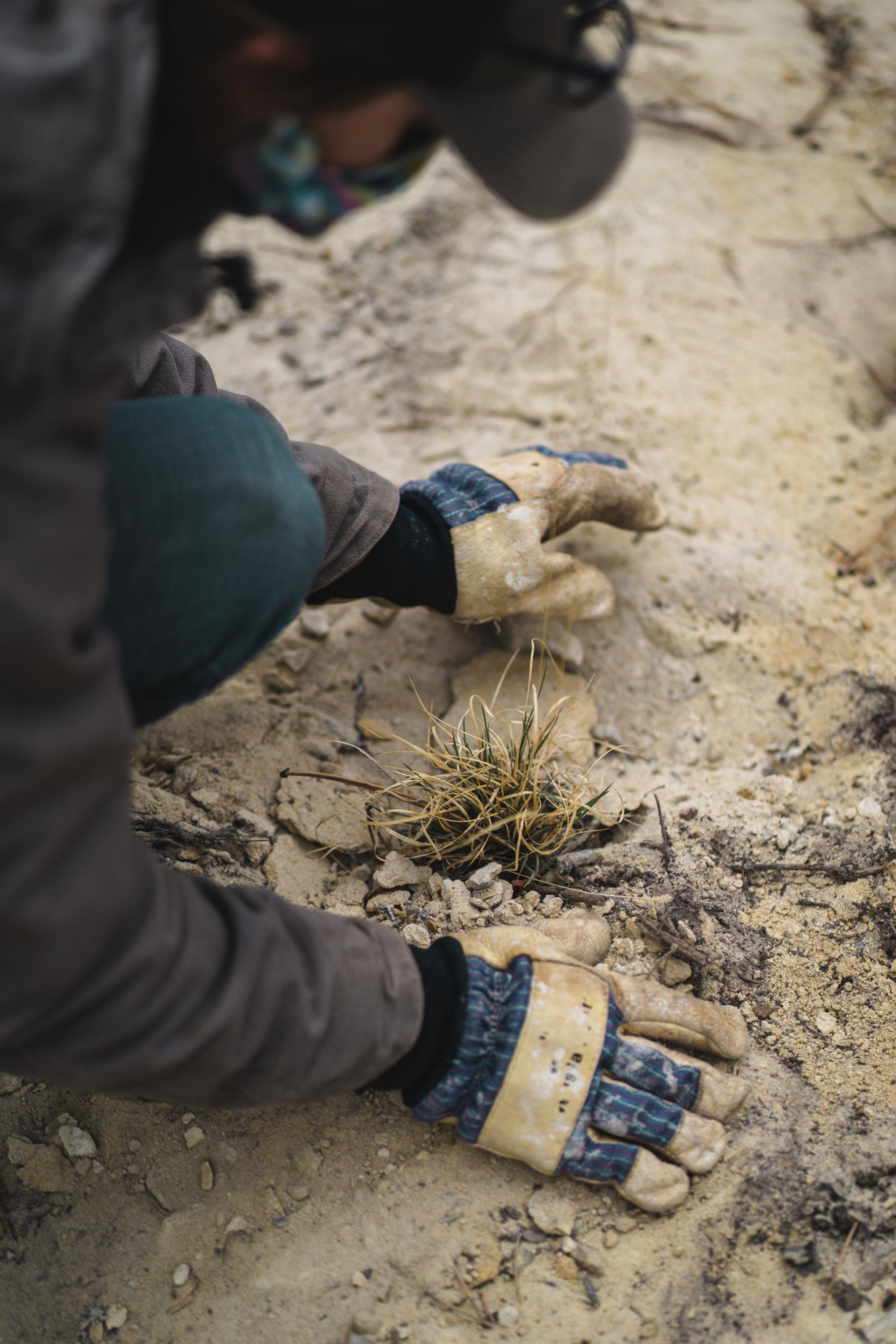 RMFI Staff planting a transplant