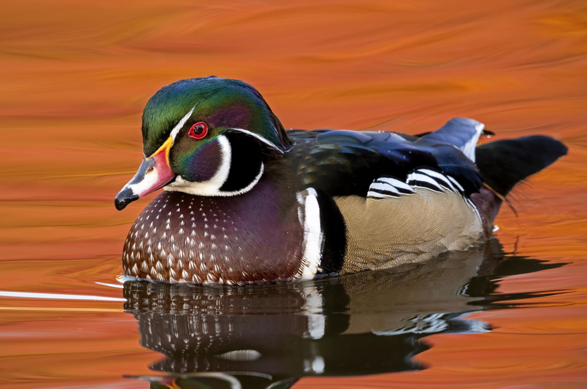 Photo of a colorful duck or mallard floating on the water