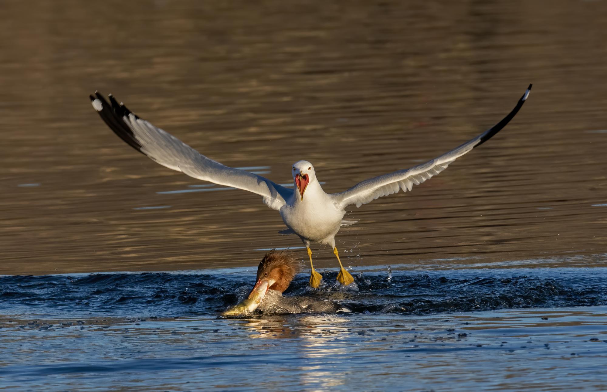 Photo of a gull attempting to steal another bird's fish