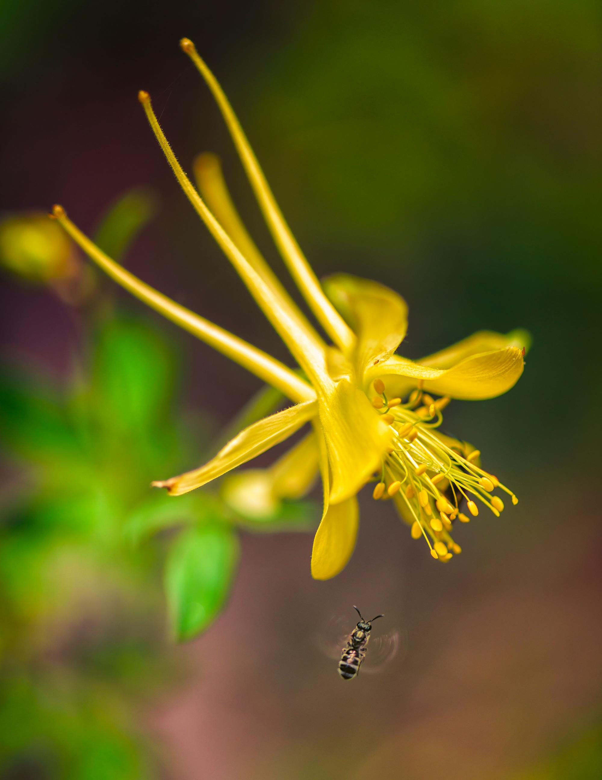 Photo of a bee and a flower