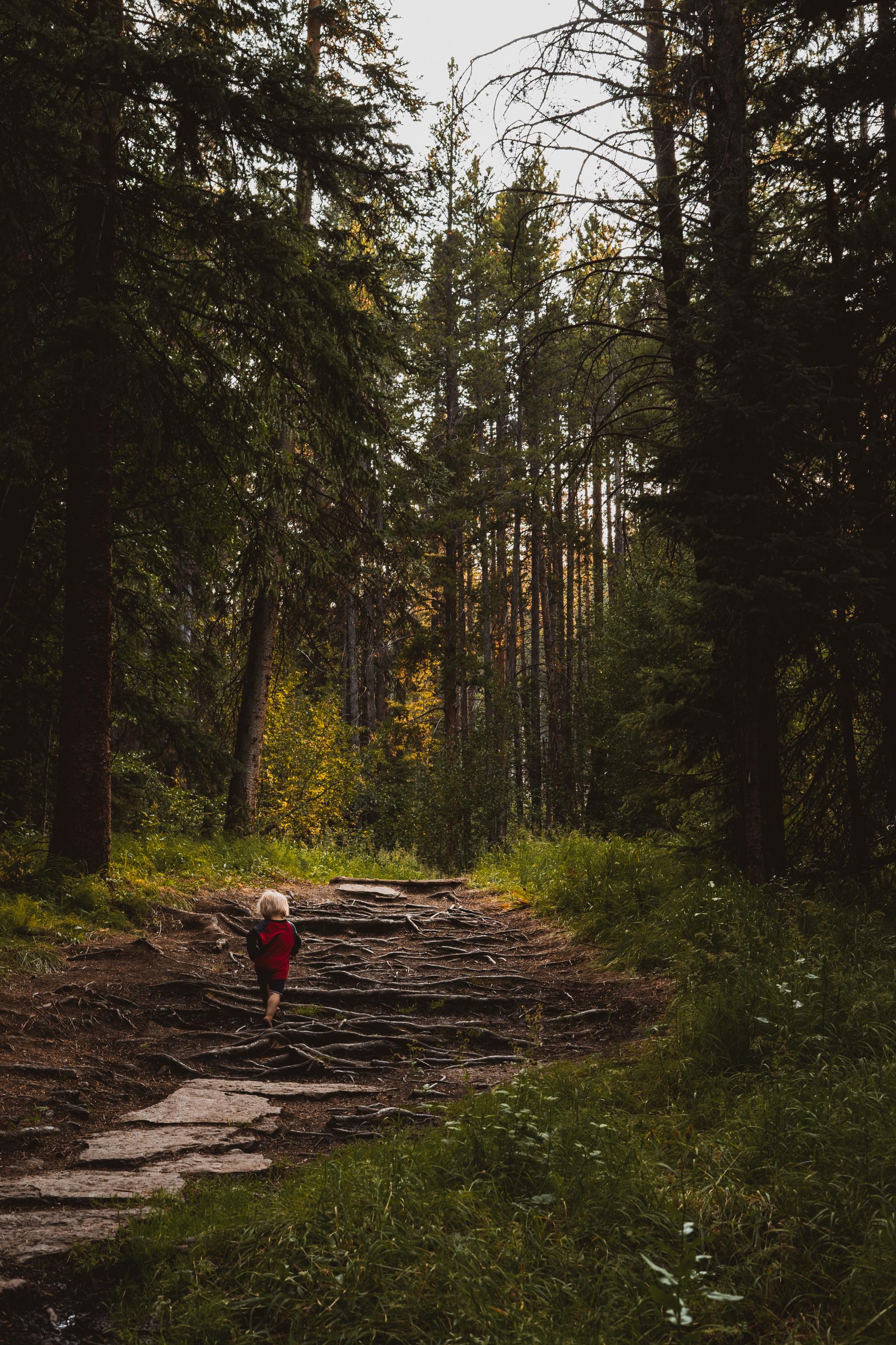 Photo of a child hiking while surrounded by towering trees