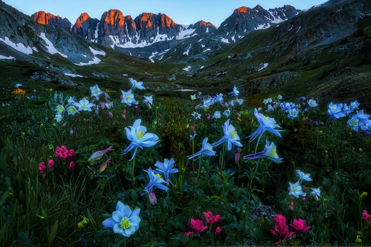 Photo of columbines and a sunrise on the mountains