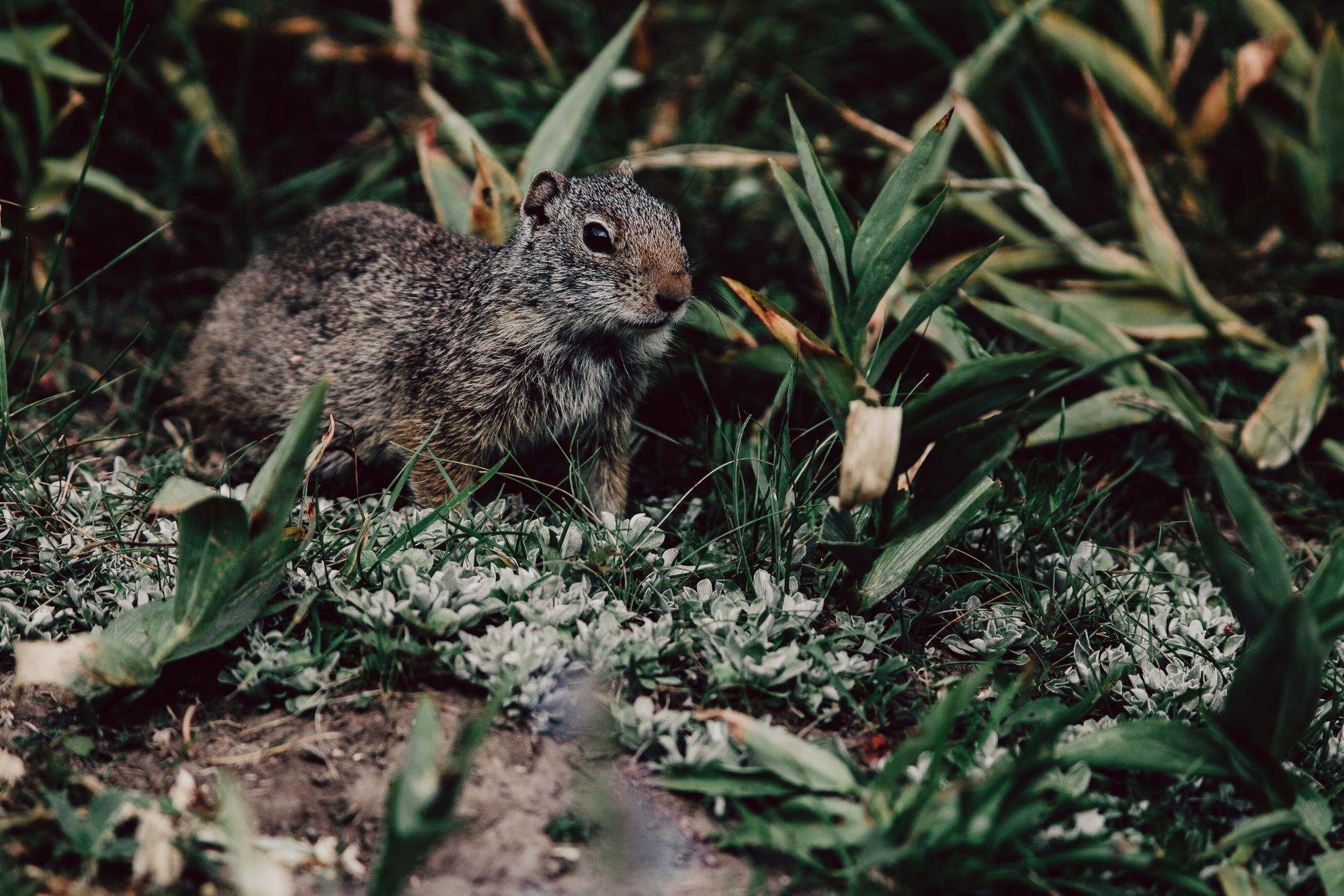 Photo of prairie dog